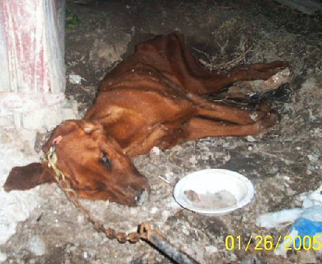 Chained-dead-dog.jpg