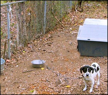 what is considered a puppy what is considered animal abuse when chaining a breeds picture what is considered a puppy what is considered animal abuse when chaining a breeds picture